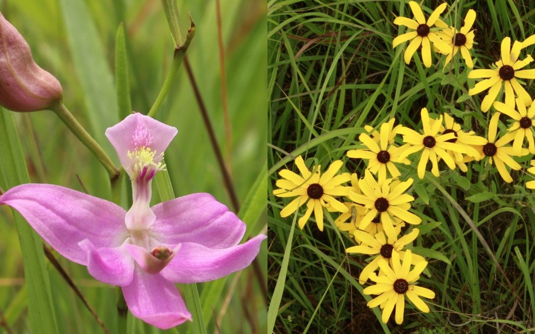 Grassland Dependency & Prairie Dependency