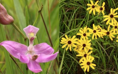 Grassland Dependency & Prairie Dependency