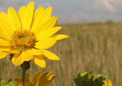 Morton Family Prairie