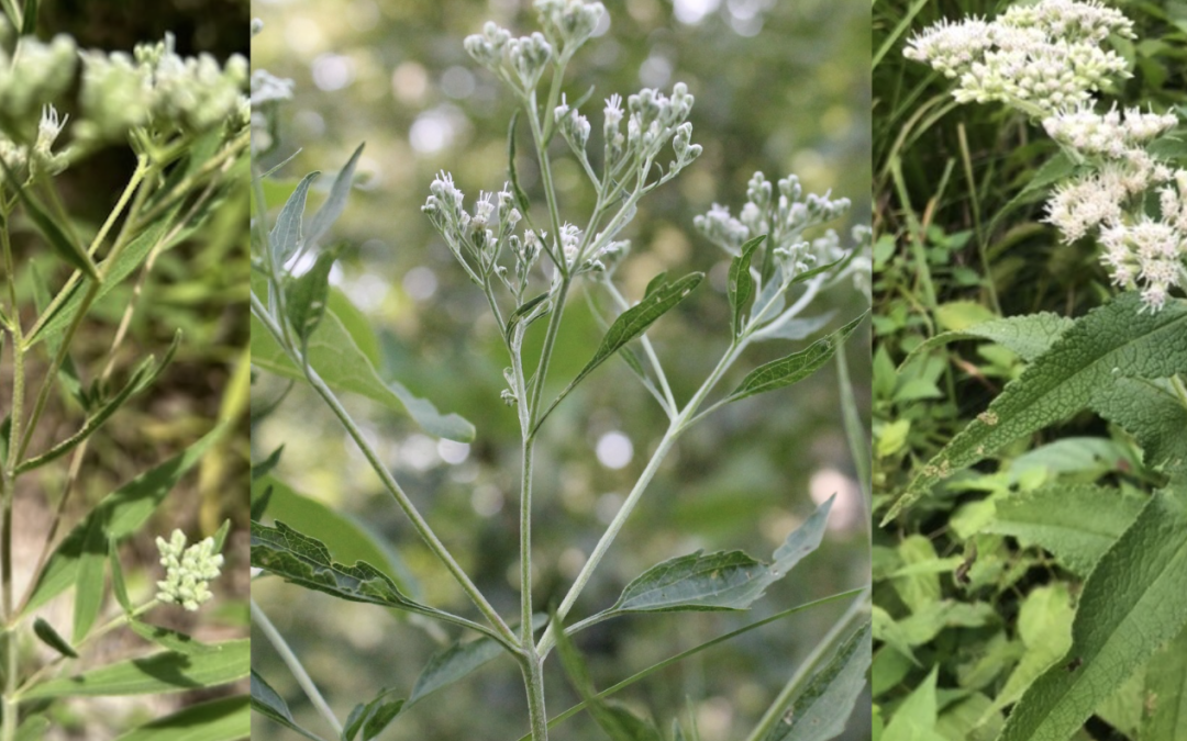 Summer’s Snowy Finale: Late summer, white-blooming composites