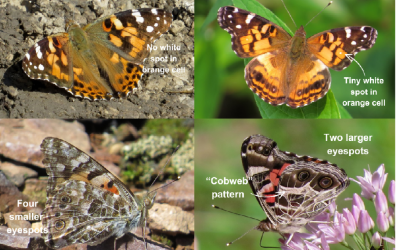 American Lady and Painted Lady