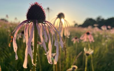 Prairies Present & Future – Missouri Prairie Foundation 60th Anniversary Campaign