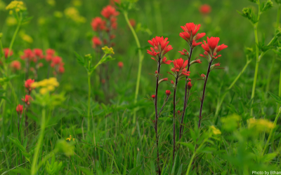 Missouri Prairie Foundation Bestows 2025 Awards