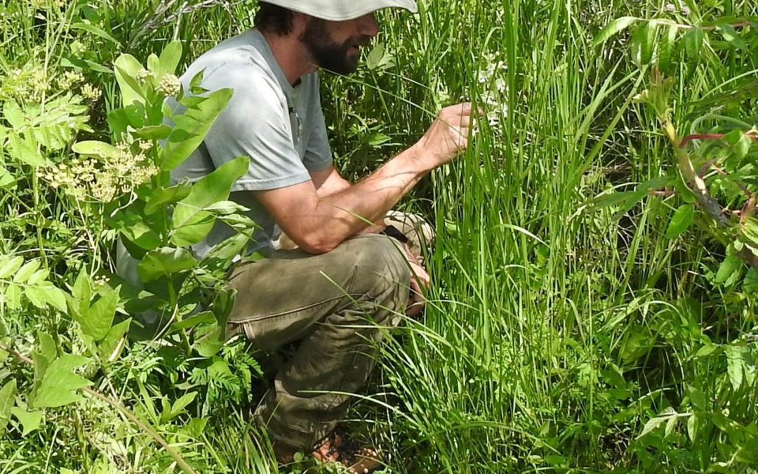 Steve Buback, Botanist