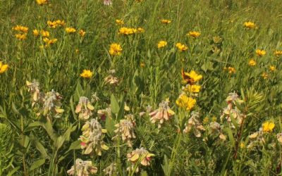 MPF Purchases Newton County Prairie Remnant