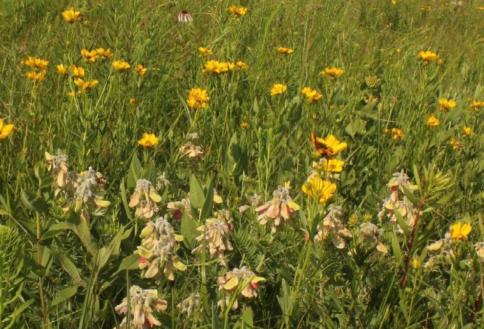 MPF Purchases Newton County Prairie Remnant