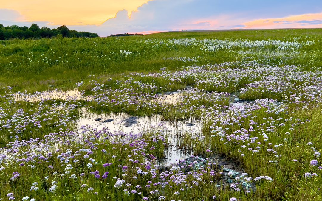 2025 End of Year Giving and Accomplishments