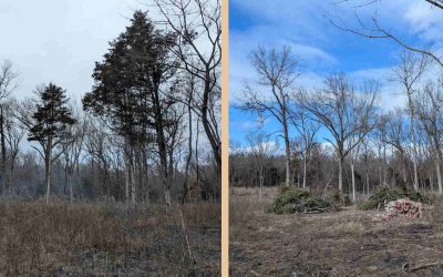 2026 MPF Prairie & Woodland Management Training a Success